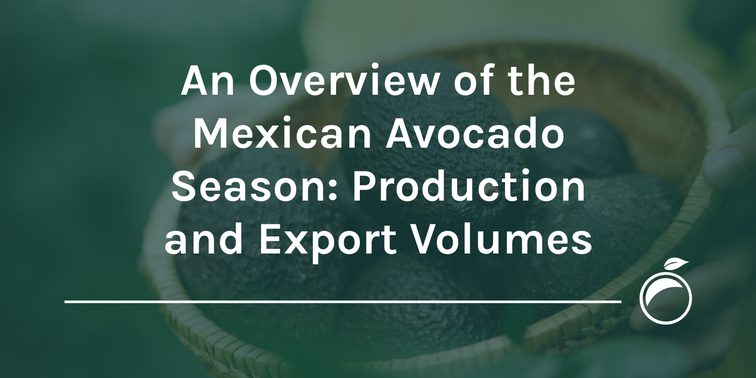 Mexican avocado season