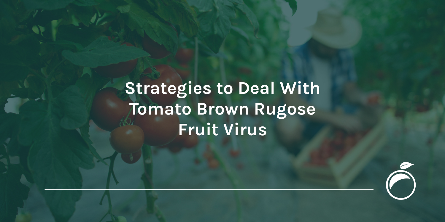 Strategies to Deal With Tomato Brown Rugose Fruit Virus